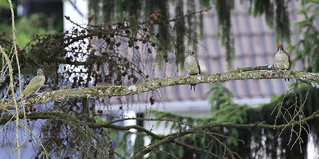Gr&uuml;nspecht (Picis viridis)