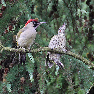 Gr&uuml;nspecht (Picus viridis)