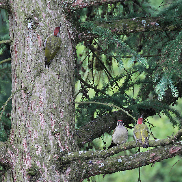 3 Gr&uuml;nspechte (Picis viridis)
