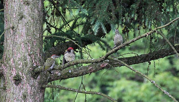 Gr&uuml;nspecht (Picis viridis)