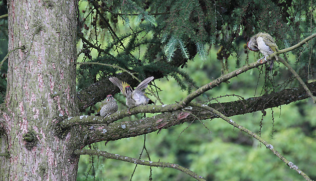 Gr&uuml;nspecht (Picis viridis)