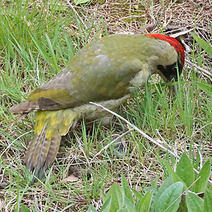 Gr&uuml;nspecht (Picis viridis) W