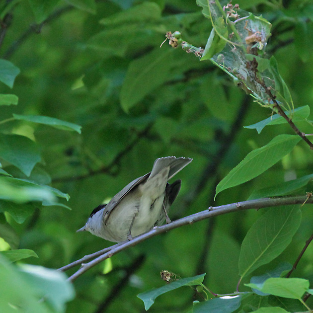 Mönchsgrasmücke (Sylvia atricapilla) Mönchsgrasmücke