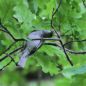 Mönchsgrasmücke (Sylvia atricapilla) Mönchsgrasmücke