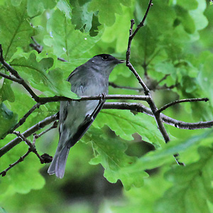 Mönchsgrasmücke (Sylvia atricapilla) Mönchsgrasmücke