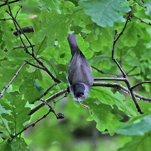 Mönchsgrasmücke (Sylvia atricapilla) Mönchsgrasmücke