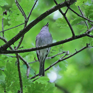 Mönchsgrasmücke (Sylvia atricapilla) Mönchsgrasmücke