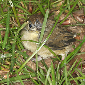 Sylvia atricapilla, J Sylvia atricapilla, J