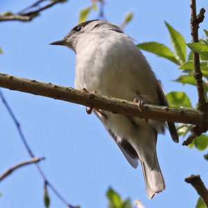 Mönchsgrasmücke (Sylvia atricapilla) Mönchsgrasmücke