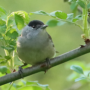 Mönchsgrasmücke (Sylvia atricapilla) Mönchsgrasmücke