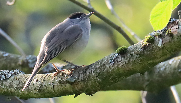 Mönchsgrasmücke (Sylvia atricapilla) Mönchsgrasmücke