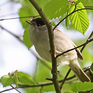 Mönchsgrasmücke (Sylvia atricapilla) Mönchsgrasmücke