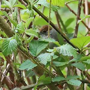 Mönchsgrasmücke (Sylvia atricapilla) Mönchsgrasmücke