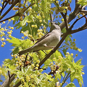 Mönchsgrasmücke (Sylvia atricapilla), M Mönchsgrasmücke