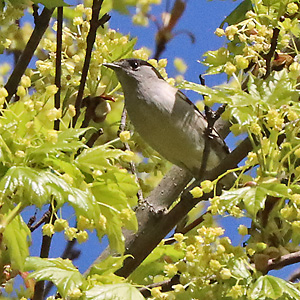 Mönchsgrasmücke (Sylvia atricapilla), M Mönchsgrasmücke