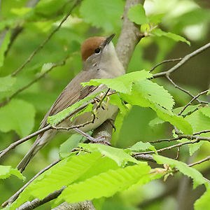 Mönchsgrasmücke (Sylvia atricapilla), W Mönchsgrasmücke