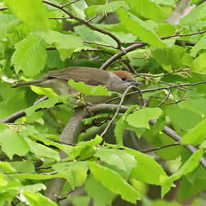 Mönchsgrasmücke (Sylvia atricapilla), W Mönchsgrasmücke