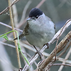 Mönchsgrasmücke (Sylvia atricapilla), M Mönchsgrasmücke