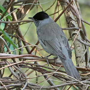 Mönchsgrasmücke (Sylvia atricapilla), M Mönchsgrasmücke