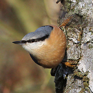 Europäischer Kleiber (Sitta europaea, 18.1.2014) Kleiber