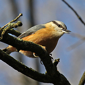 Kleiber (Sitta europaea) Kleiber