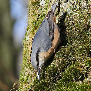 Kleiber (Sitta europaea) Kleiber