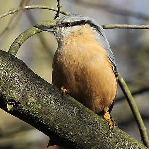 Kleiber (Sitta europaea) Kleiber