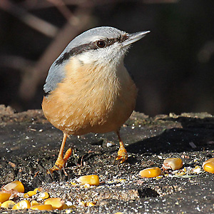 Kleiber (Sitta europaea) Kleiber
