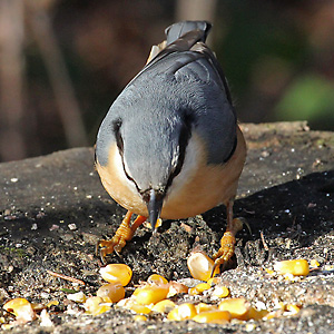 Kleiber (Sitta europaea) Kleiber
