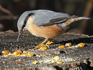 Kleiber (Sitta europaea) Kleiber