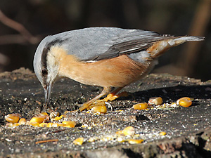 Kleiber (Sitta europaea) Kleiber