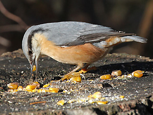 Kleiber (Sitta europaea) Kleiber