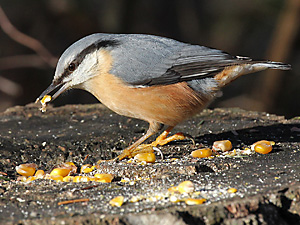 Kleiber (Sitta europaea) Kleiber