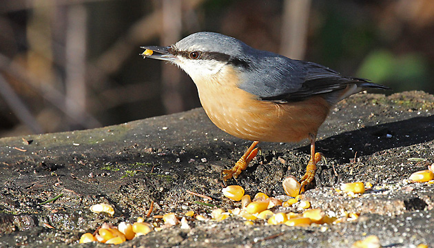 Kleiber (Sitta europaea) Kleiber