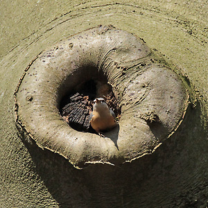 Kleiber vor Nisthöhle