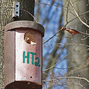 Kleiber (Sitta europaea) im Anflug Kleiber