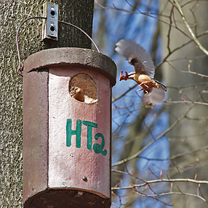 Kleiber (Sitta europaea) Kleiber