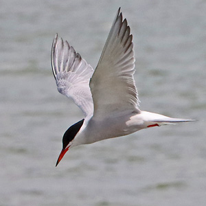 Flu&szlig;seeschwalbe