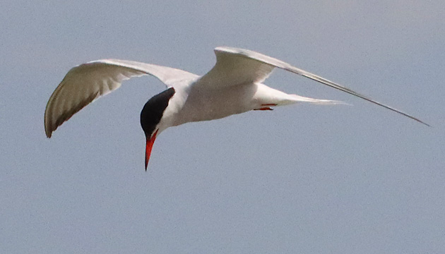 Flu&szlig;seeschwalbe (Sterna hirundo)