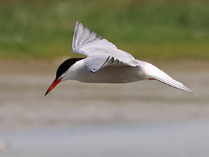 Flu&szlig;seeschwalbe (Sterna hirundo)