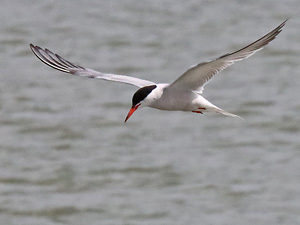 Flu&szlig;seeschwalbe (Sterna hirundo)