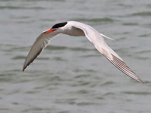 Flu&szlig;seeschwalbe (Sterna hirundo)