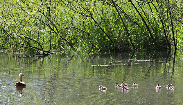 Rostgans mit K&uuml;ken