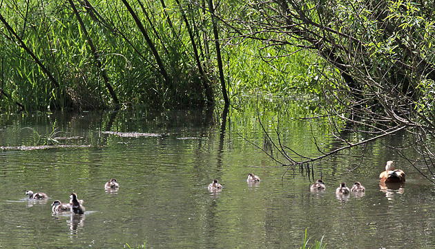 Rostgans mit K&uuml;ken