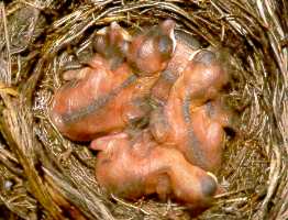 Amseleier und -nestlinge