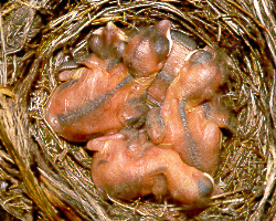 Amseljunge, 5 Tage alt