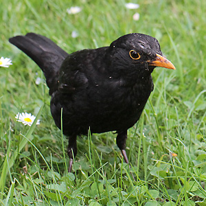 Amsel-M&auml;nnchen