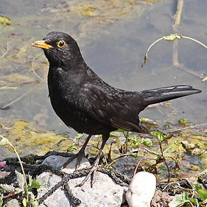Amsel