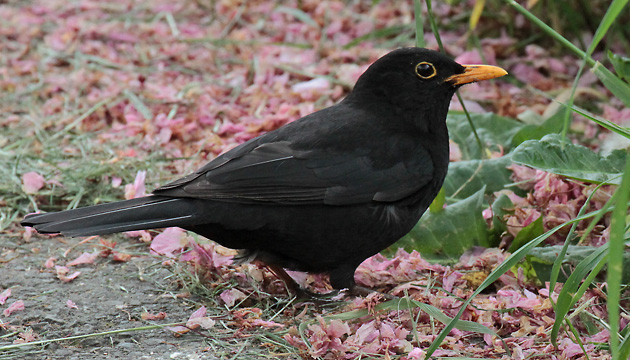 Amsel, M