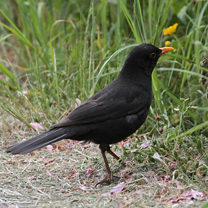 Amsel